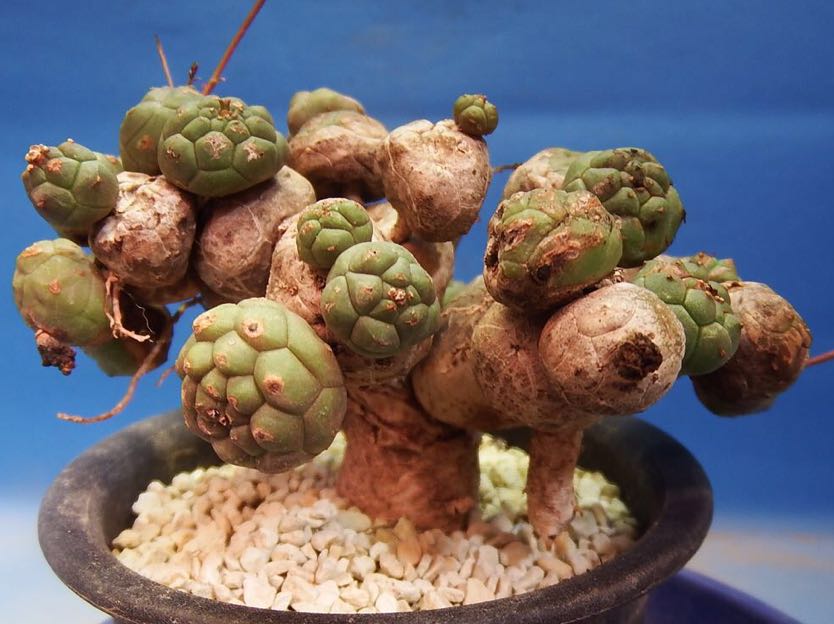 E-90塊根植物 サボテン多肉植物 実生 Euphorbia sapinii