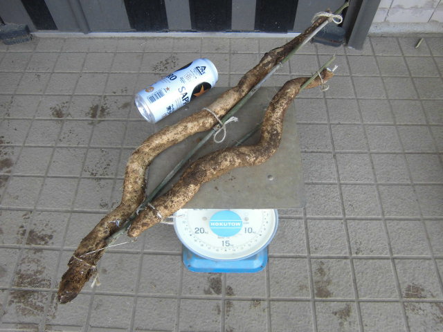 食品 天然自然薯 (折れ) 1キロ