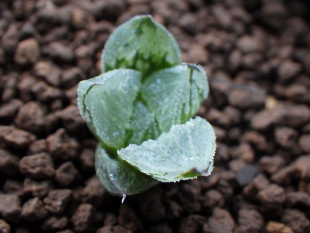 多肉植物 ハオルチア ハオルシア】 □ソウルクラウン 葉ざし 【公式通販】