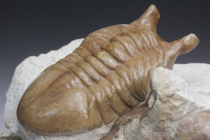三葉虫化石三葉虫化石究極のレトロfossilボリビア産化石管理番号 三葉虫化石三葉虫化石究極のレトロfossilボリビア産化石管理番号