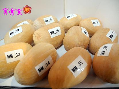 観葉植物 マグロザミア マクドンネリー 種子 1粒