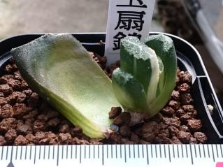 多肉植物 ハオルチア 「玉扇錦 葉ざし」 ハオルシア □多肉植物