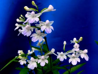 ウチョウラン属　西海チドリ　霧点花　（渓　流）です。