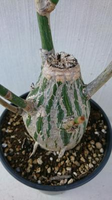 多肉植物☆ボンバックス☆プセウドボンバックス エムリプティカム