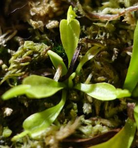 食虫植物 ハエトリソウ バイオハザード1 CK 苗】Dionaea ' Z11. BCP