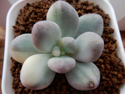 ムーンストーン錦光 多肉植物 パキフィツム