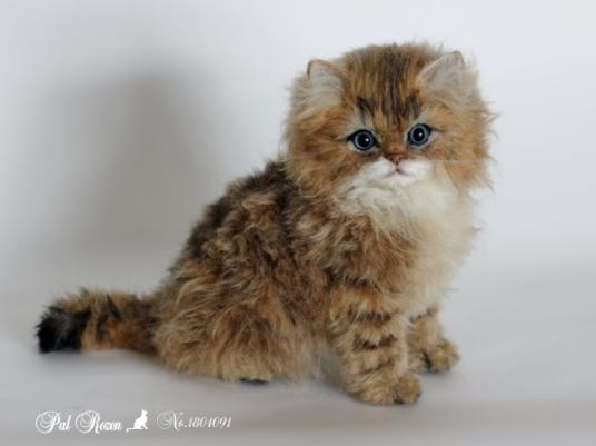 Pal Rozen 子猫ちゃん チンチラゴールデン 羊毛フェルト ペルシャ