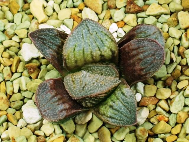 多肉植物 ハオルチア 花車 実生オリジナル繁殖苗 【公式通販】