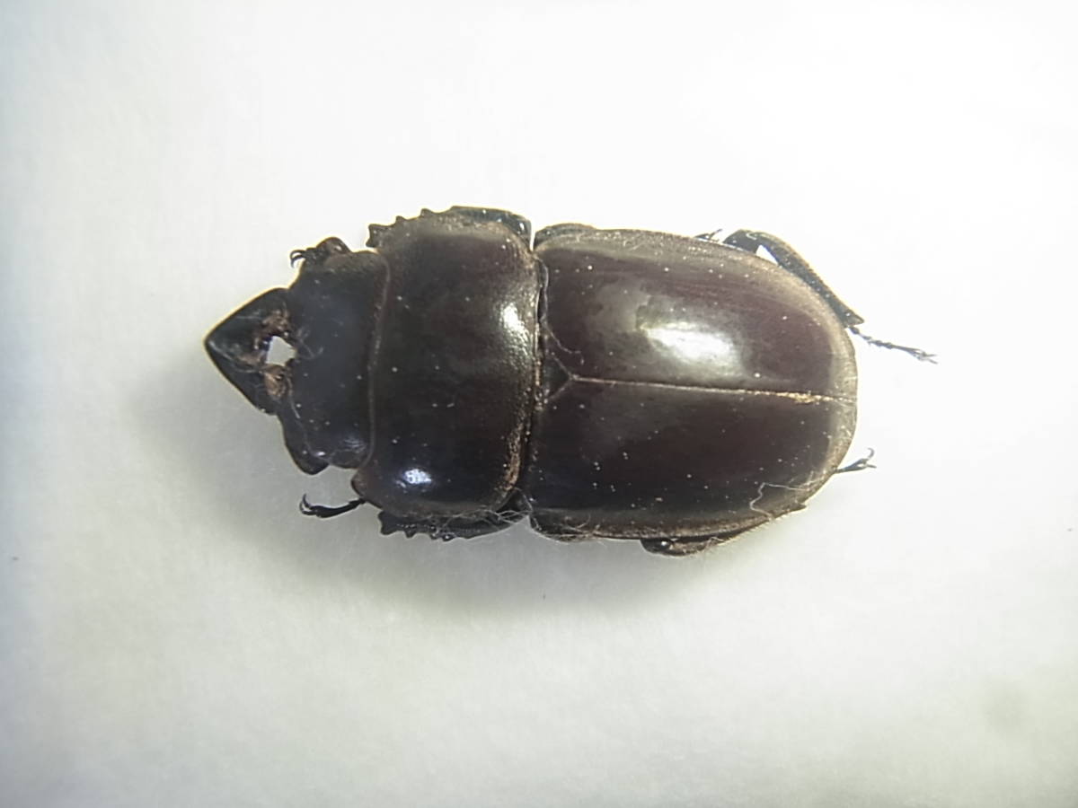 アンダマンカギツノクワガタ 三足のわらじ | アンダマンの珍クワガタと