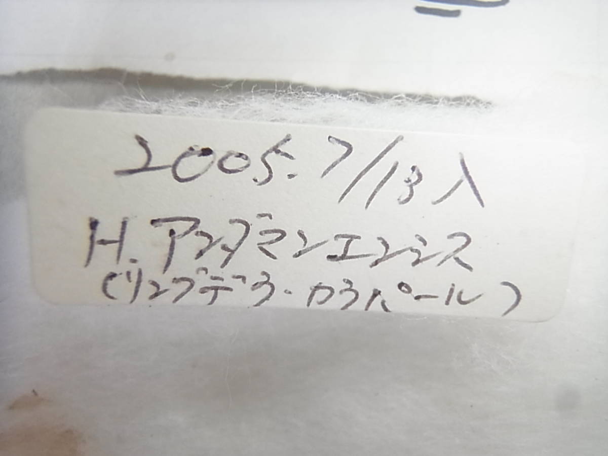 アンダマンカギツノクワガタ 三足のわらじ | アンダマンの珍クワガタと