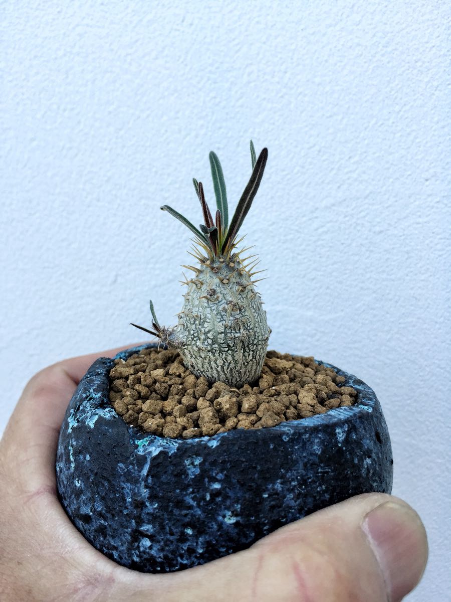 2500 「塊根植物」パキポディウム グラキリスM 厳選株 抜き苗【最新