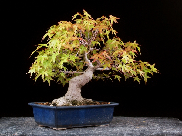 雨竹亭] 【樹齢約45年 山モミジ】 小品盆栽 雑木 葉物 細葉 座 枝性