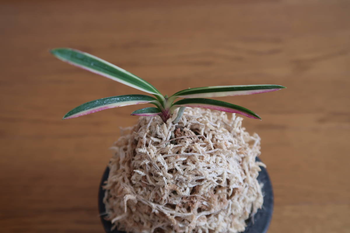 【♪暑中御見舞商品♪】富貴蘭　白牡丹縞 富貴蘭 ☆白牡丹白縞・・☆ 【公式通販】