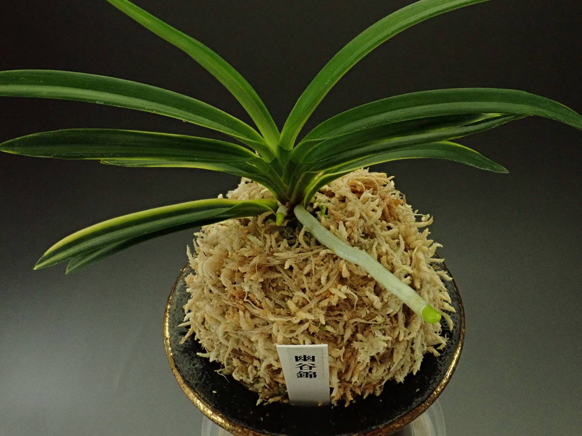 鉢植え 富貴蘭 幽谷錦