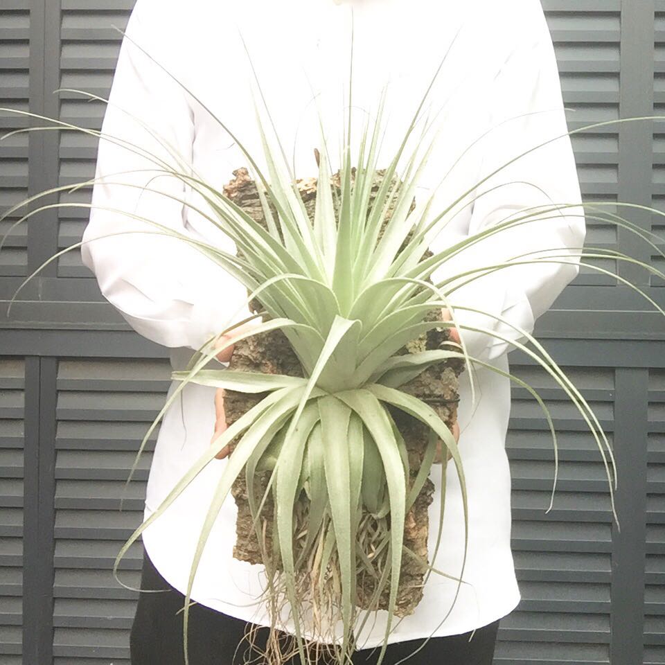 超激得，2025 特売品！超特大！4XLサイズ Tillandsia ガルドネリー