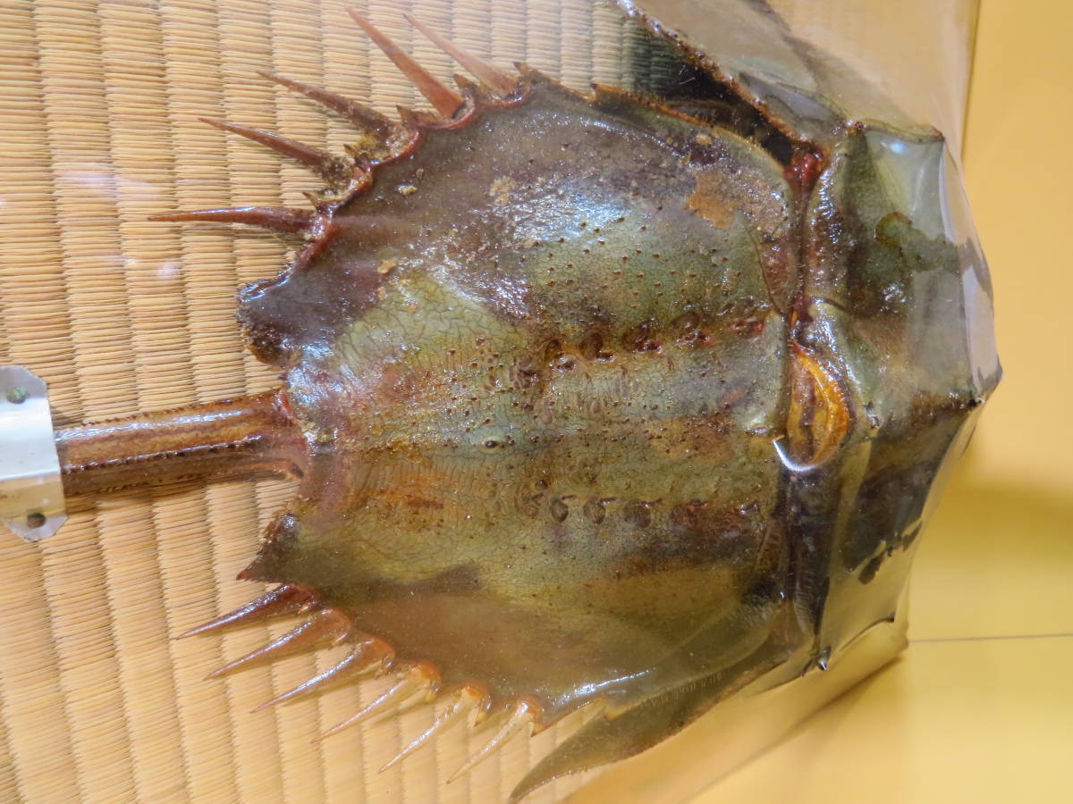 カブトガニ 剥製 標本 兜蟹 かぶとがに 希少 カブト蟹 3☆全長53cm