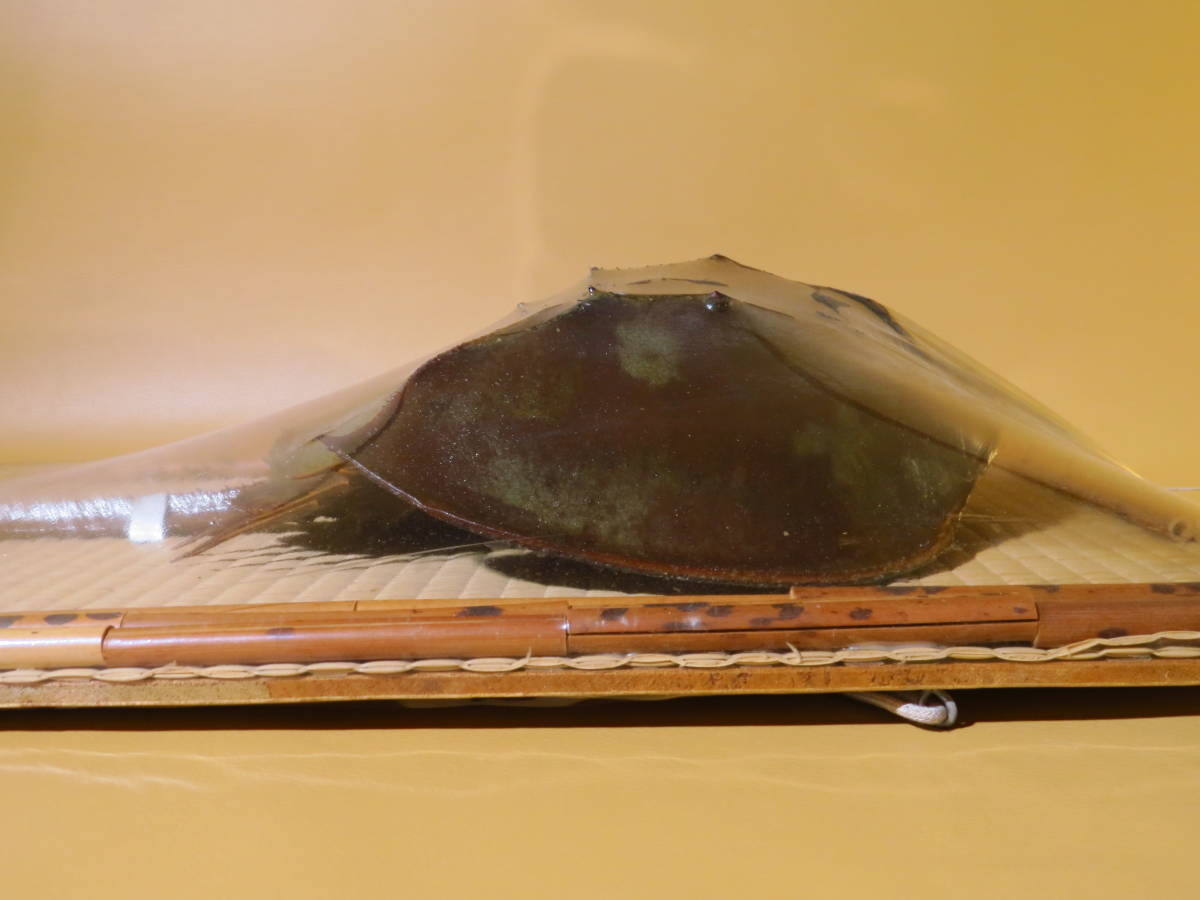 カブトガニ 剥製 標本 兜蟹 かぶとがに 希少 カブト蟹 3☆全長53cm
