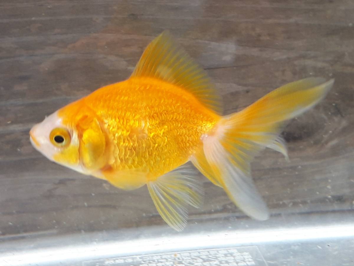 厳選品 木村養魚場 キラキラ 更紗黄金琉金1 10ｃｍ 金魚 売買されたオークション情報 Yahooの商品情報をアーカイブ公開 オークファン Aucfan Com