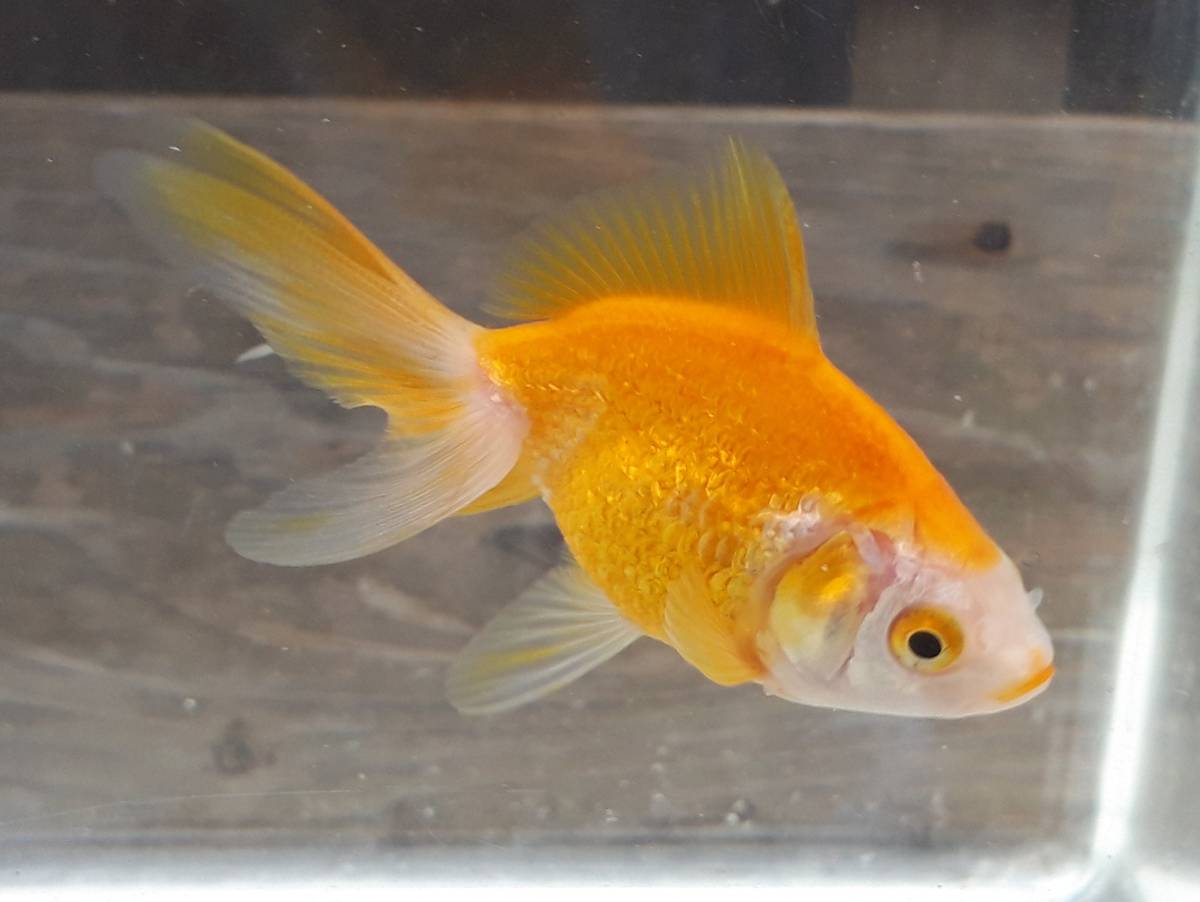 厳選品 木村養魚場 キラキラ 更紗黄金琉金1 10ｃｍ 金魚 売買されたオークション情報 Yahooの商品情報をアーカイブ公開 オークファン Aucfan Com