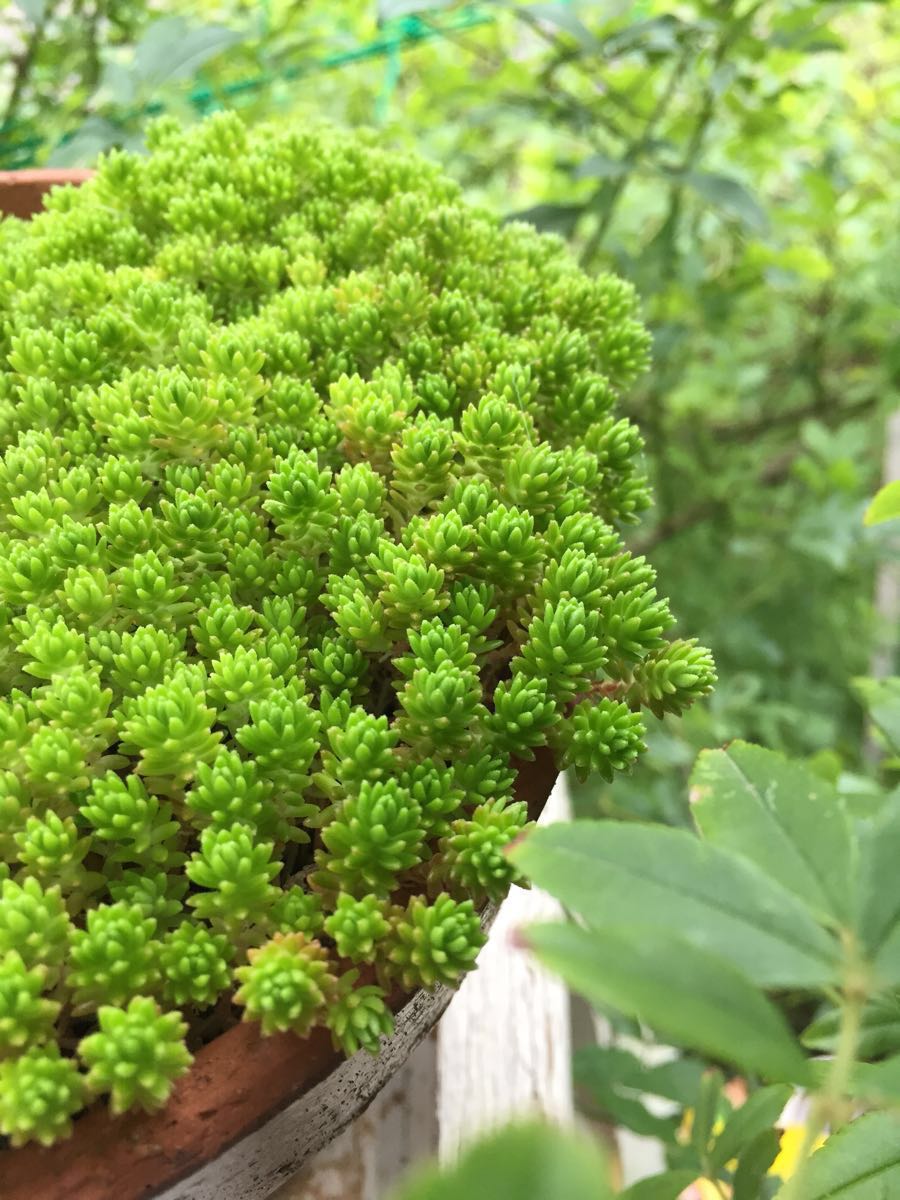 多肉植物 セダム モリムラマンネングサ 森村万年草 グランドカバー カット苗 40カット サボテン 売買されたオークション情報 Yahooの商品情報をアーカイブ公開 オークファン Aucfan Com