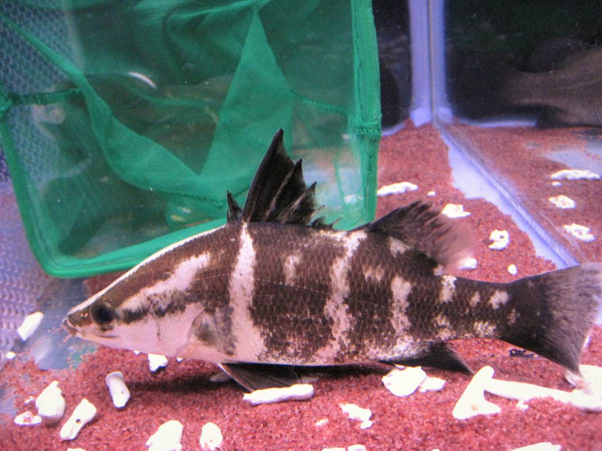 トロピカルジャイアントガー グァテマラ×ニカラグア 証明書付き mozo