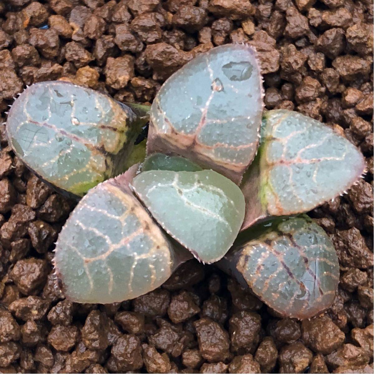 （≧∇≦）多肉植物 ハオルチア 麗華コンプト×N水晶コンプト