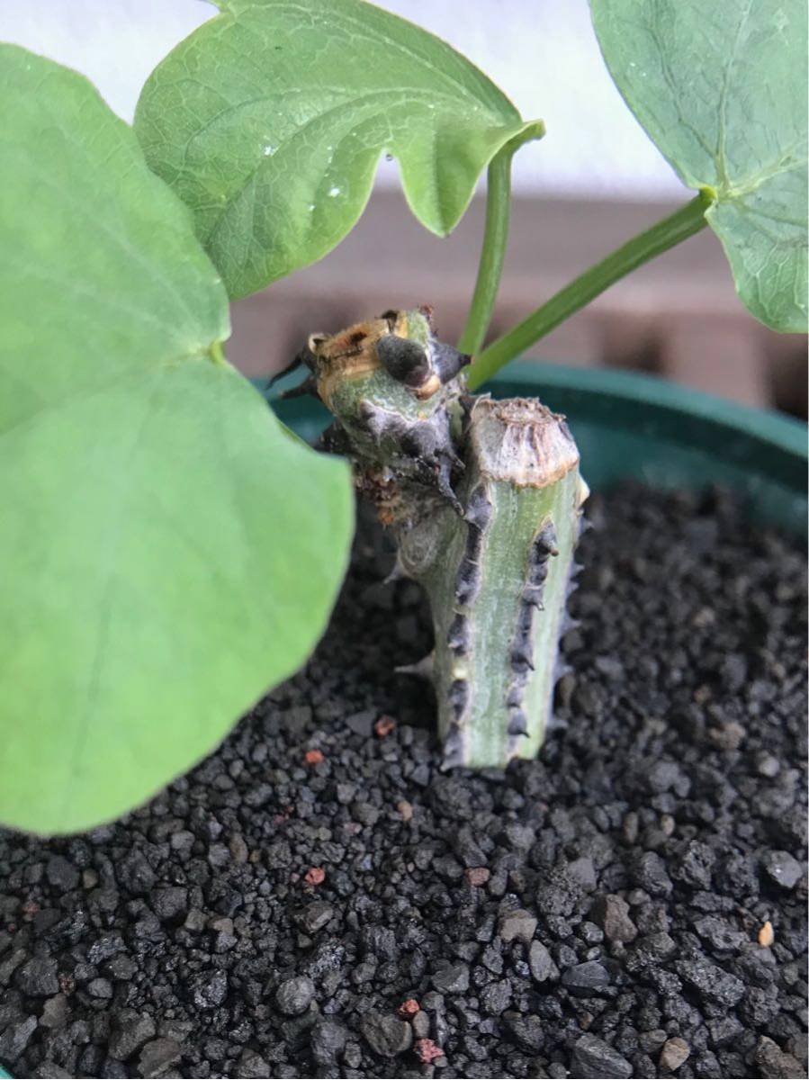 送料無料価格 Adenia aculeata アデニア アクレアータ 挿木苗 発根済み