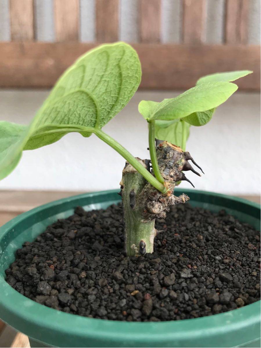 送料無料価格 Adenia aculeata アデニア アクレアータ 挿木苗 発根済み