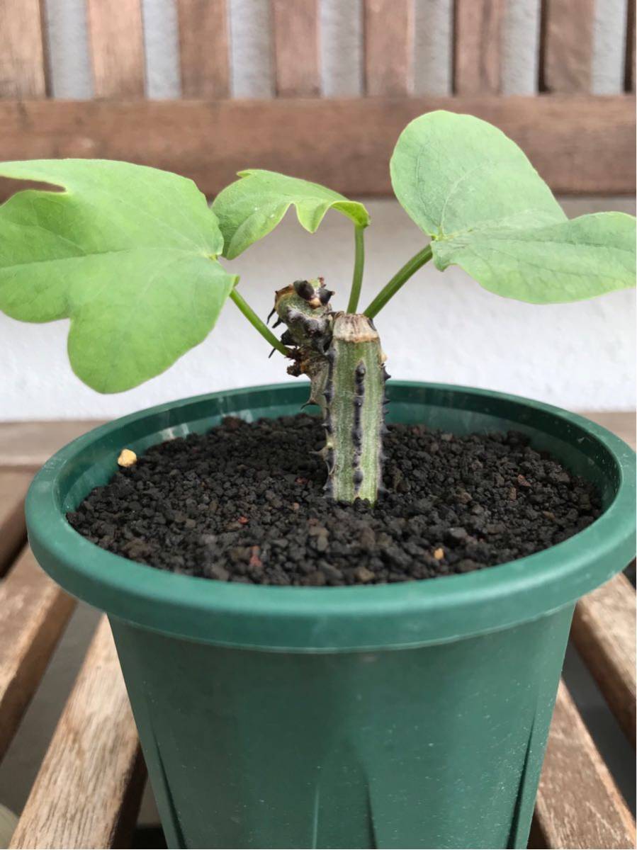 送料無料価格 Adenia aculeata アデニア アクレアータ 挿木苗 発根済み