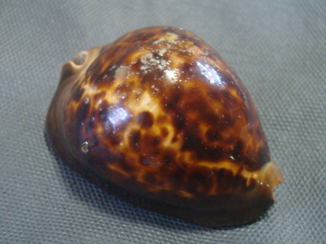 f289112097.1