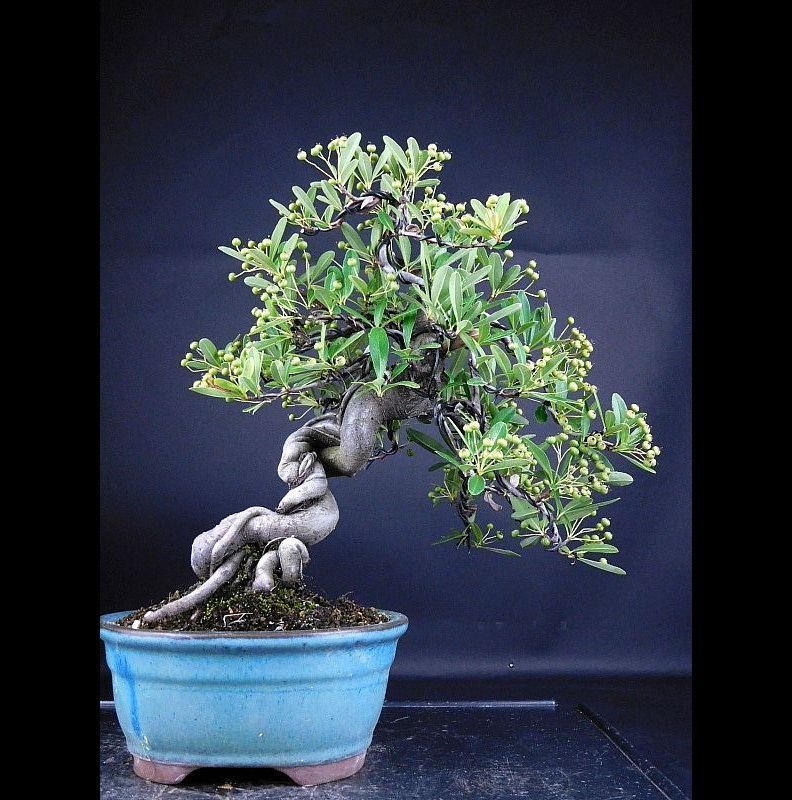 ピラカンサ 【盆栽 樂屋】◇ピラカンサス 樹齢20年 貴風盆栽◇9/3 約