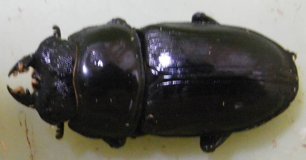 能勢YG血統オオクワガタ 産卵中材+容器付 ②