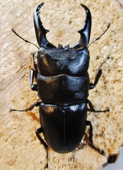 【本土ヒラタ　大型血統トリオ】◆♂７５mm♀４２mm♀４１mm◆愛媛産（あかがね）