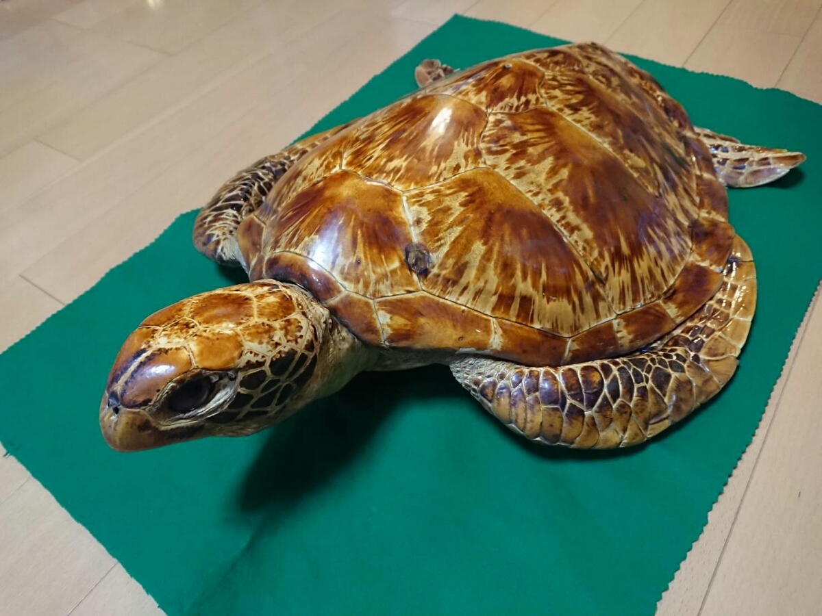 ウミガメ 剥製 全体 登録票あり 希少 標本 インテリア ディスプレイ 艶あり 激安 亀 ウミガメ 剥製 全長65㎝ 壁掛け オブジェ