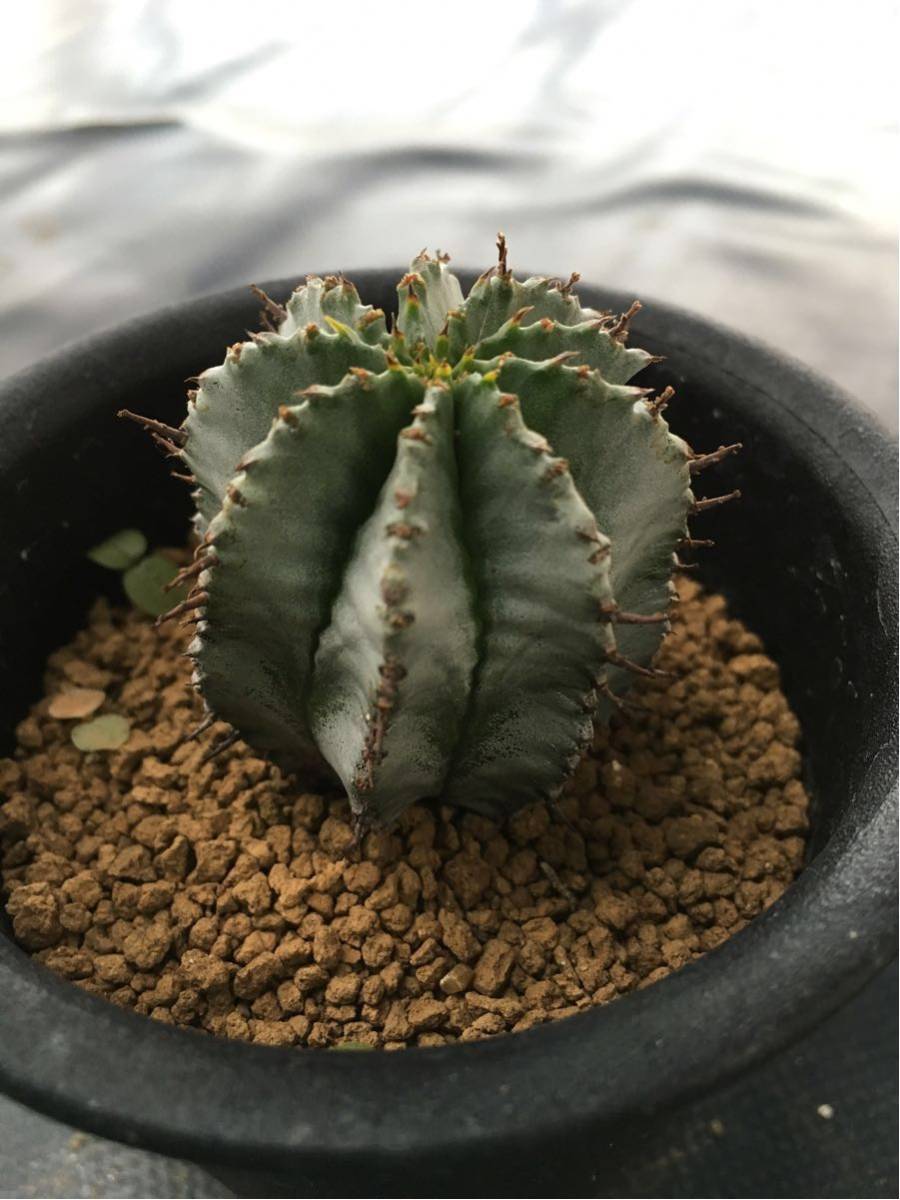 ホリダ (アルバ) ユーフォルビア 多肉植物 サボテン