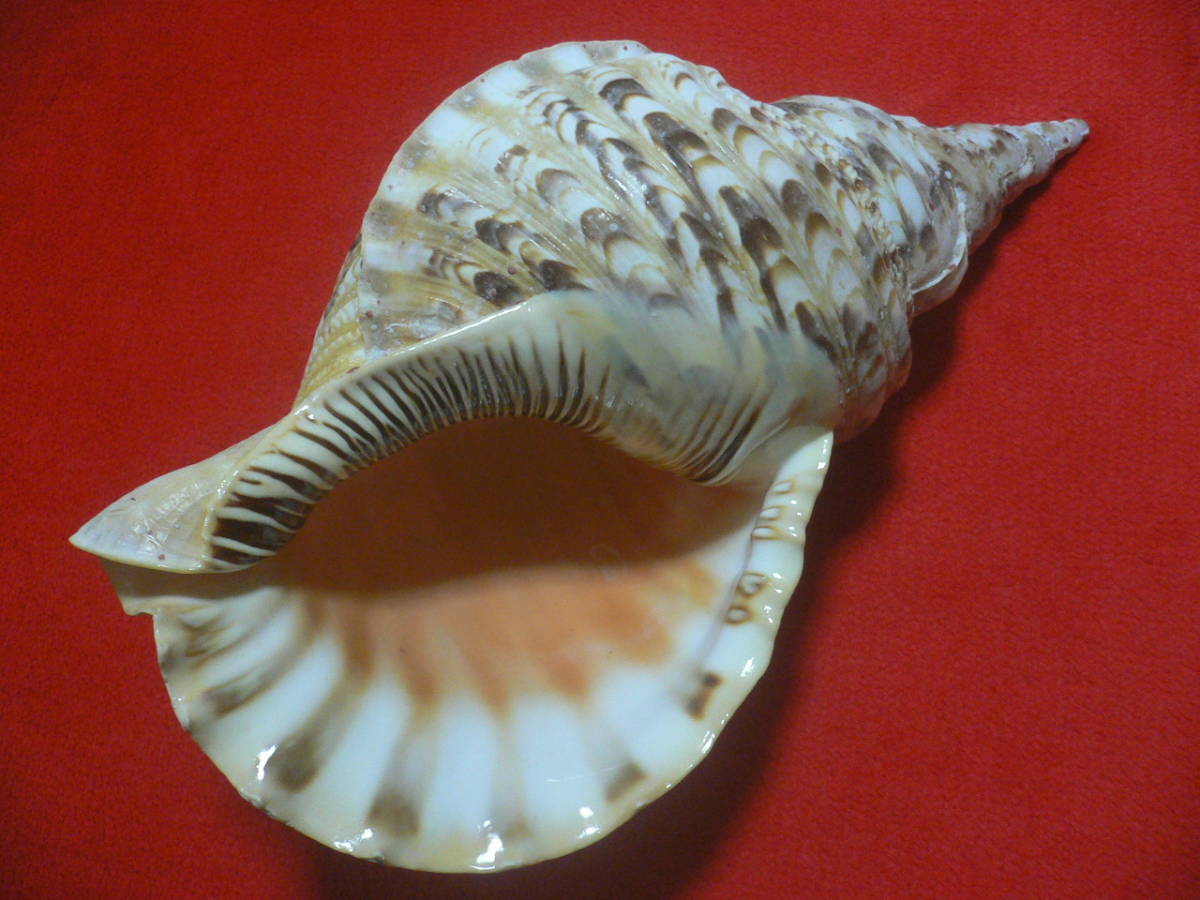 法螺貝ほら貝 ☆沖縄の法螺貝☆No8☆ほら貝☆ホラガイ☆39.5cm・1470g