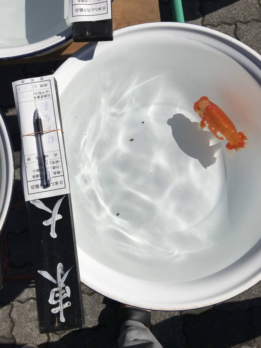 ◆◇バンビーーノ◇◆【品評会 「東大関」獲得魚】岐阜・鈴木友来氏_1