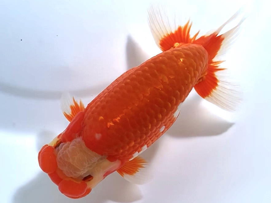 ◆◇バンビーーノ◇◆【品評会 「東大関」獲得魚】岐阜・鈴木友来氏_2