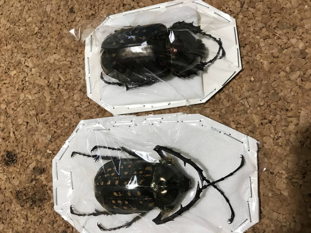 Cheirotonus - macleayi Beetle formosanus Ben's Breeding Pages