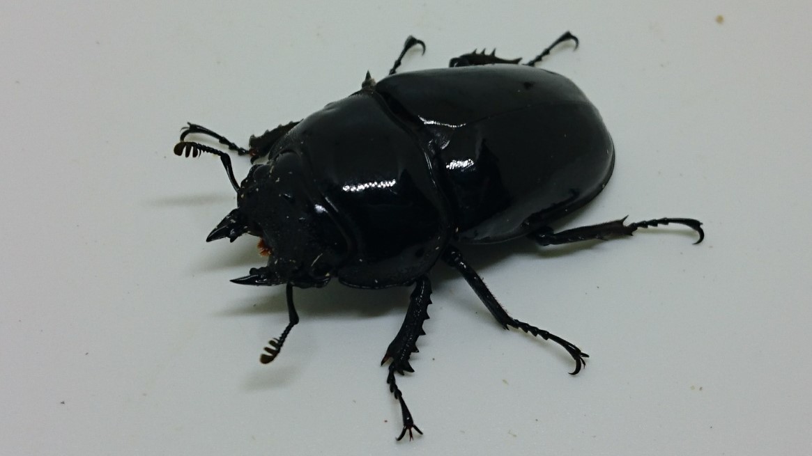 タランドゥス 新成虫 ♀50.2ミリ タランドゥスオオツヤクワガタ