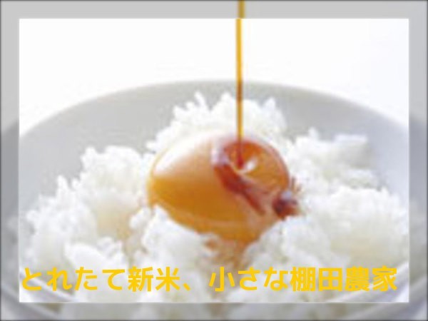 大得価，人気セール 新米20㎏ 軽洗米可(白米)｜売買されたオークション情報、yahooの商品情報をアーカイブ公開 - オークファン その他