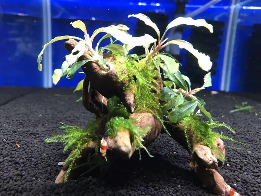 【豊富な，正規品】 mine G ブセファランドラspクダガン＋南米ウィローモス流木② 同梱発送可(水草)｜売買されたオークション情報、yahooの商品情報をアーカイブ公開 - オークファン その他