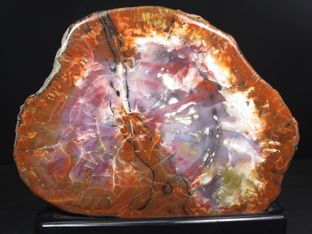 アリゾナ州で発掘された超大型珪化木の化石重量なんと 12112470□