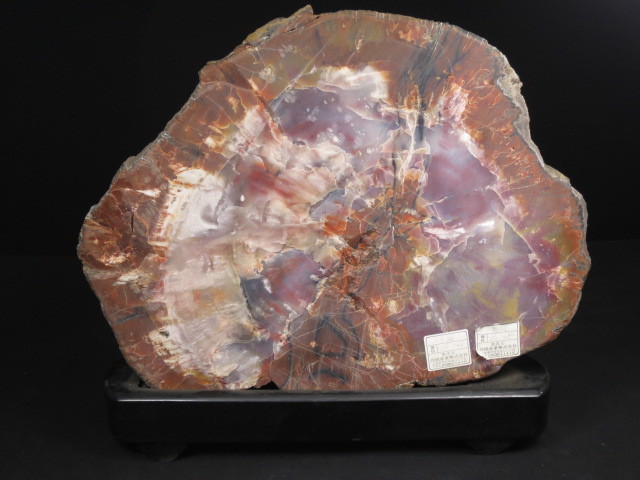 アリゾナ州で発掘された超大型珪化木の化石重量なんと 12112470□