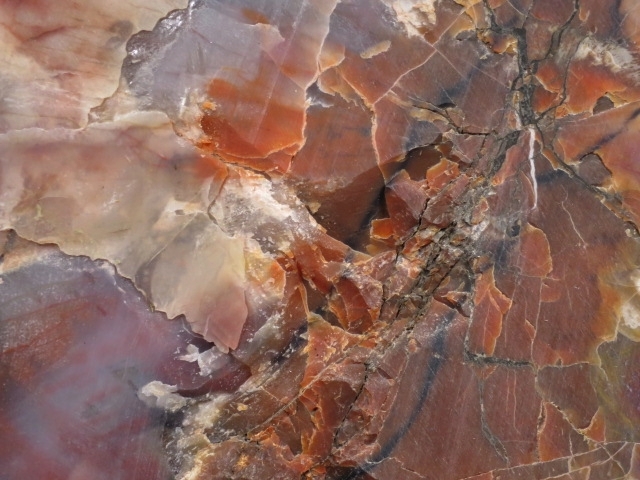 アリゾナ州で発掘された超大型珪化木の化石重量なんと 12112470□