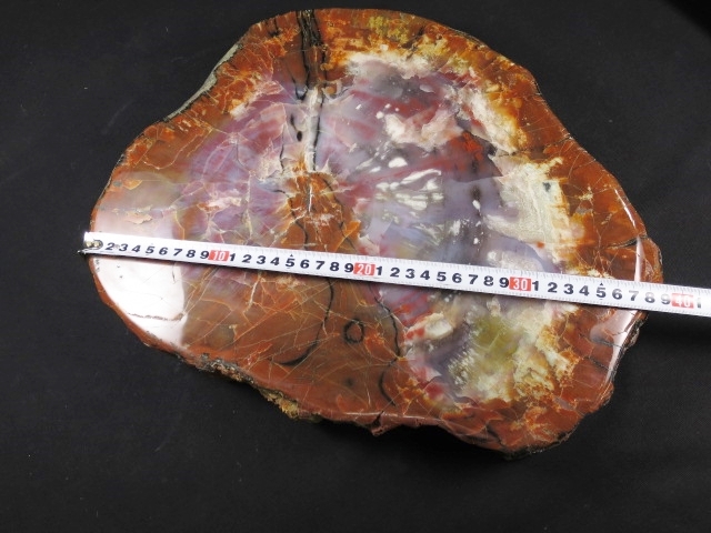 アリゾナ州で発掘された超大型珪化木の化石重量なんと 12112470□