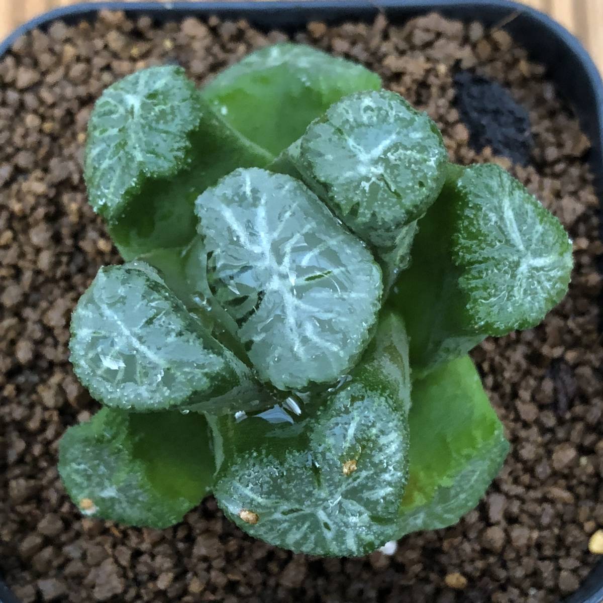 Choenji 韓国多肉植物 ハオルチア 大和 (無根)