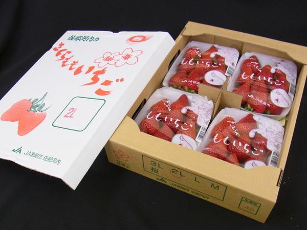 wen ウェン シャンプー 【ザクロ、トスカナペア】480ml 【公式通販】