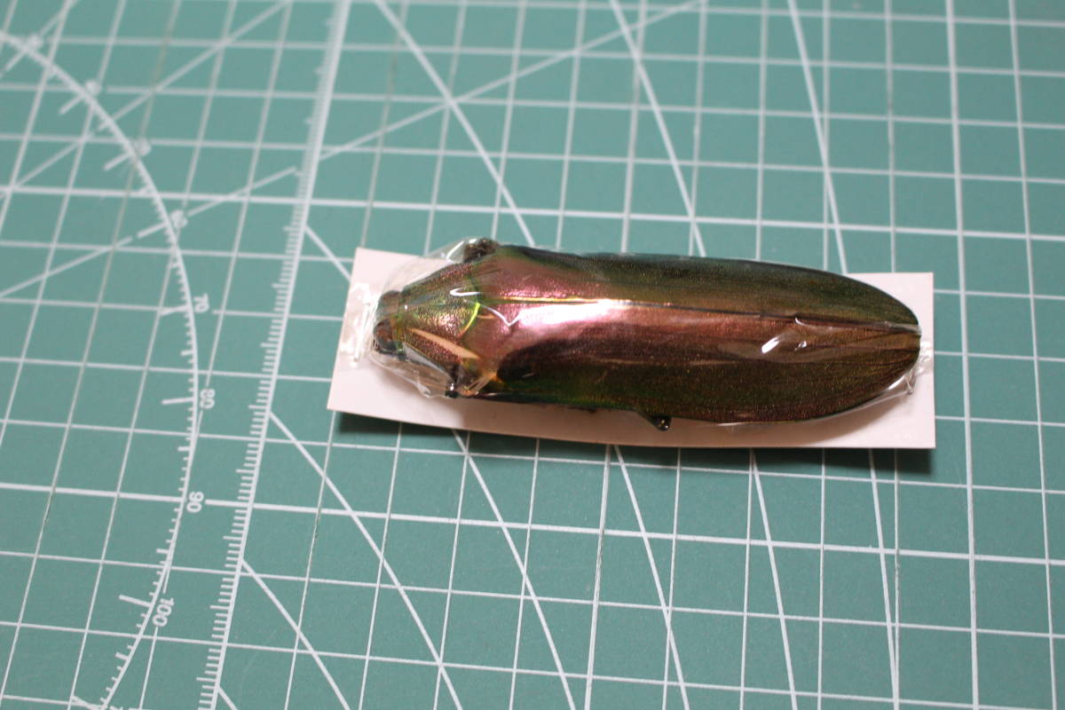お買い得，お買い得 標本5307 マレー半島産 ムモンオオルリタマムシ