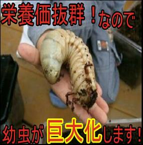 送料無料！80リットル 幼虫が巨大化！ヒマラヤひらたけ発酵カブトムシ